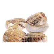 Shells