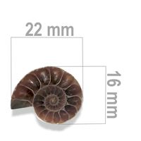 Ammonite 22 x 16 mm ZKA023