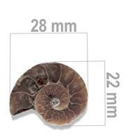 Ammonite 28 x 22 mm ZKA031